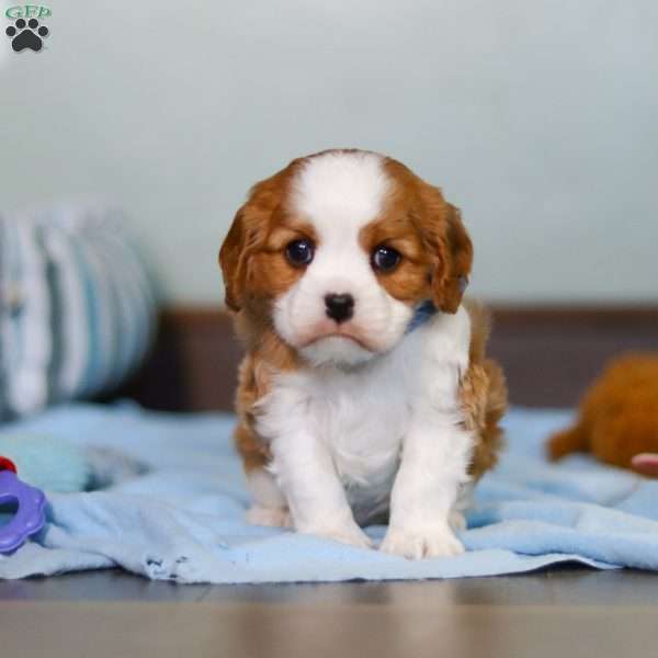 Champ, Cavalier King Charles Spaniel Puppy